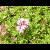 Thymus Serpyllum cv Bressingham (fam Lamiacees) (10)